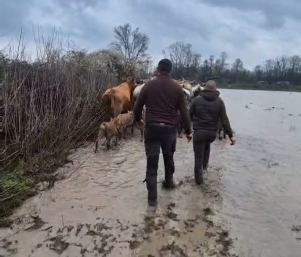 SBOnline/D. Krstanović